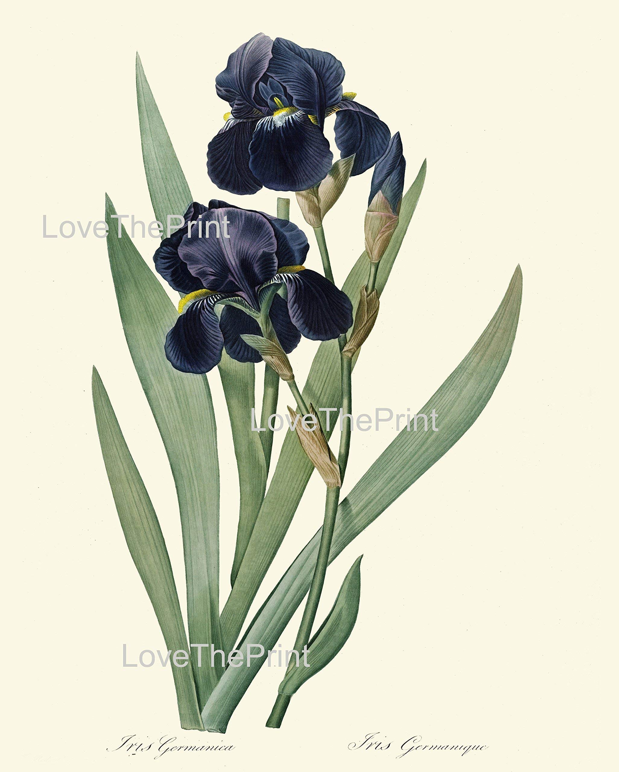 BOTANICAL ART 【import品】 BOTANICAL ART 【import品】 BOTANICAL ART 【import品】 ZX